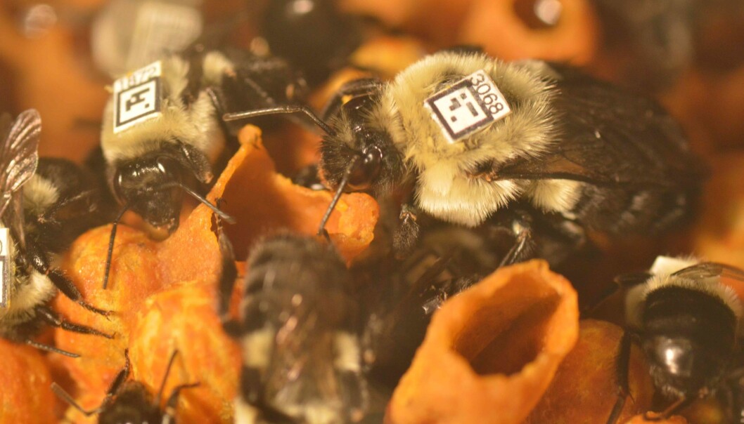 Humler inne i bolet som ble overvåket. Humlene er av arten Bombus impatiens. Dronningen er til høyre i bildet. (Foto: James Crall) Humler inne i bolet som ble overvåket. Humlene er av arten Bombus impatiens. Dronningen er til høyre i bildet. (Foto: James Crall)