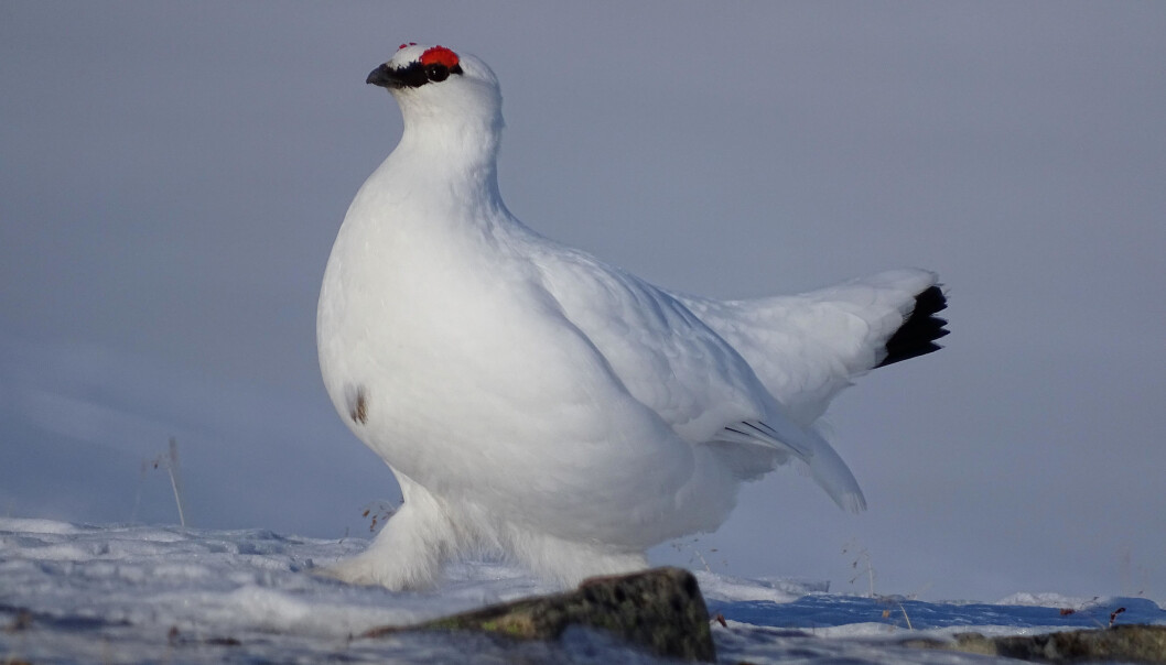 Rypesang fra våryre stegg skal hjelpe forskerne til å tallfeste rypebestanden på Svalbard. (Foto: Eva Fuglei / Norsk Polarinstitutt) Rypesang fra våryre stegg skal hjelpe forskerne til å tallfeste rypebestanden på Svalbard. (Foto: Eva Fuglei / Norsk Polarinstitutt)