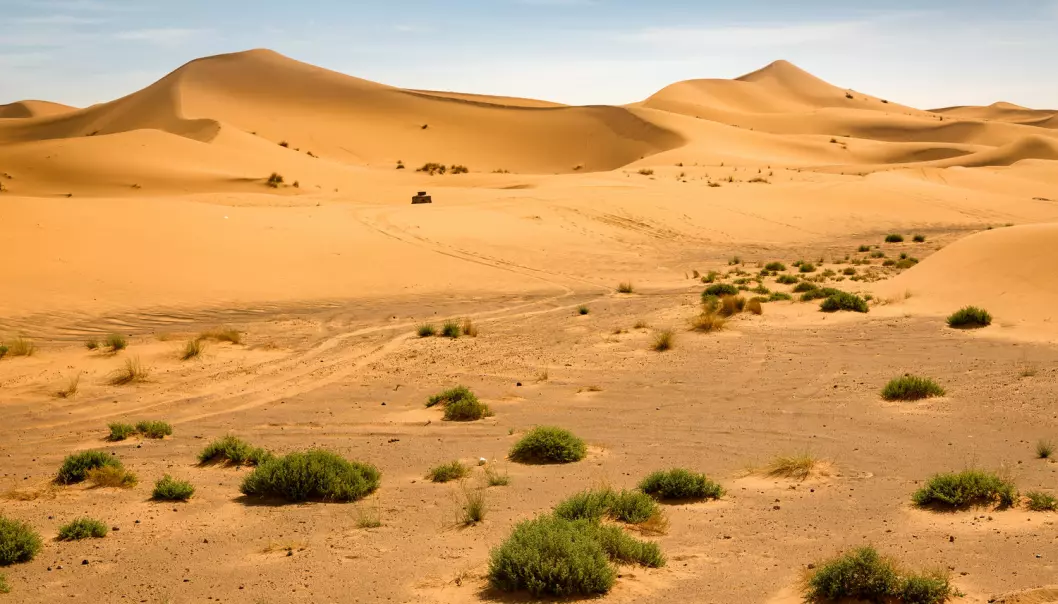 Studien viser at de naturlige klimavariasjonene står for to tredjedeler av Saharas vekst, mens menneskeskapte klimaendringer er ansvarlig for resten.  (Foto: Shutterstock / NTB scanpix)