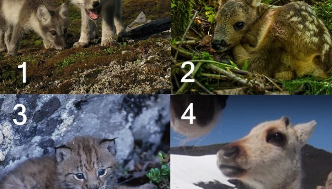I år har Artsdatabanken har laget påskenøtter for både voksne og barn. (Fotokollasj: 1. Snorre Henriksen, 2. Roger Brendhagen, 3. John Linell, 4. Olav Strand, NINA) I år har Artsdatabanken har laget påskenøtter for både voksne og barn. (Fotokollasj: 1. Snorre Henriksen, 2. Roger Brendhagen, 3. John Linell, 4. Olav Strand, NINA)