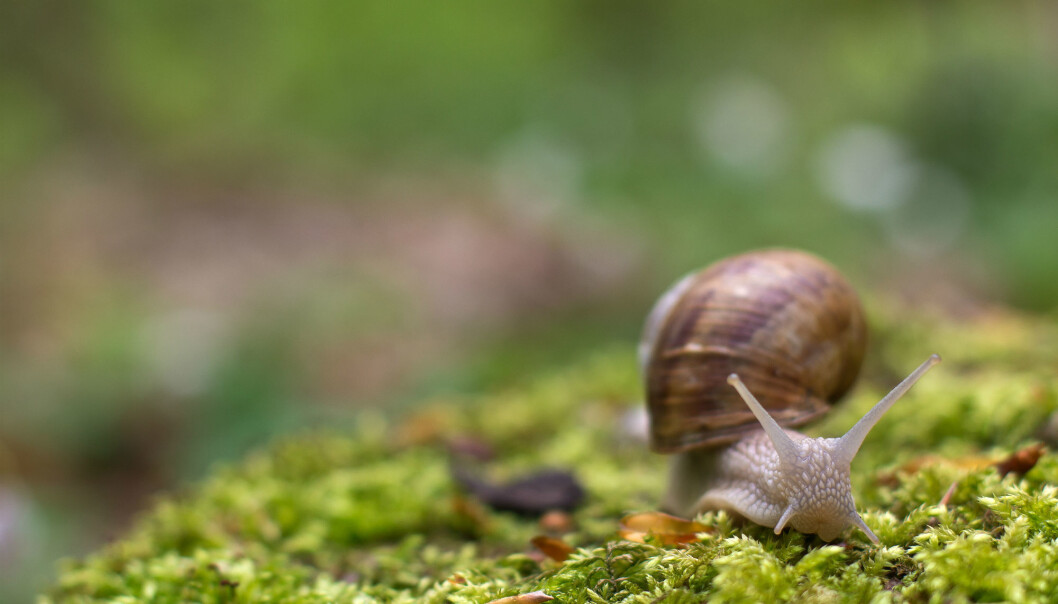 Dersom importerte hobbysnegler etablerer seg i norsk natur, kan de gjøre stor skade på jordbruk. (Illustrasjonsfoto: Colourbox) Dersom importerte hobbysnegler etablerer seg i norsk natur, kan de gjøre stor skade på jordbruk. (Illustrasjonsfoto: Colourbox)