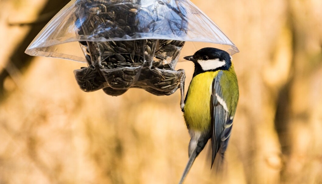 Mange mater fugler hele året. Til og med enkelte fugleforskere som forskning.no har snakket med, gjør dette. Men hva er egentlig best for fuglene? (Foto: kavcicm, Shutterstock, NTB scanpix) Mange mater fugler hele året. Til og med enkelte fugleforskere som forskning.no har snakket med, gjør dette. Men hva er egentlig best for fuglene? (Foto: kavcicm, Shutterstock, NTB scanpix)