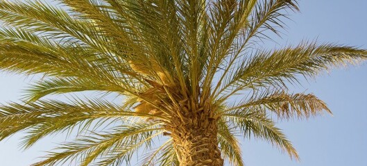 Palmesøndag