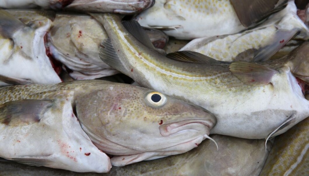 Torsken har lenge vært viktig mat for oss i Skandinavia. Mennesker som bodde ved havet i steinalderen spiste kanskje aller mest torsk. Dette viser nye funn fra Lunds universitet. (Foto: Bernhard Richter / Shutterstock / NTB scanpix) Torsken har lenge vært viktig mat for oss i Skandinavia. Mennesker som bodde ved havet i steinalderen spiste kanskje aller mest torsk. Dette viser nye funn fra Lunds universitet. (Foto: Bernhard Richter / Shutterstock / NTB scanpix)