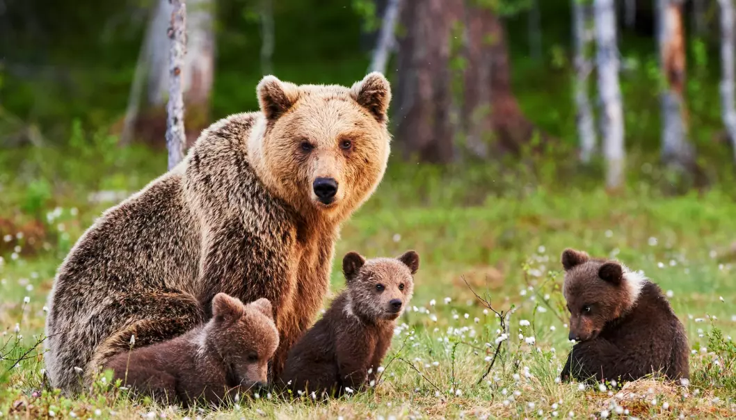 Jakt gjør bjørnunger til mammadalter