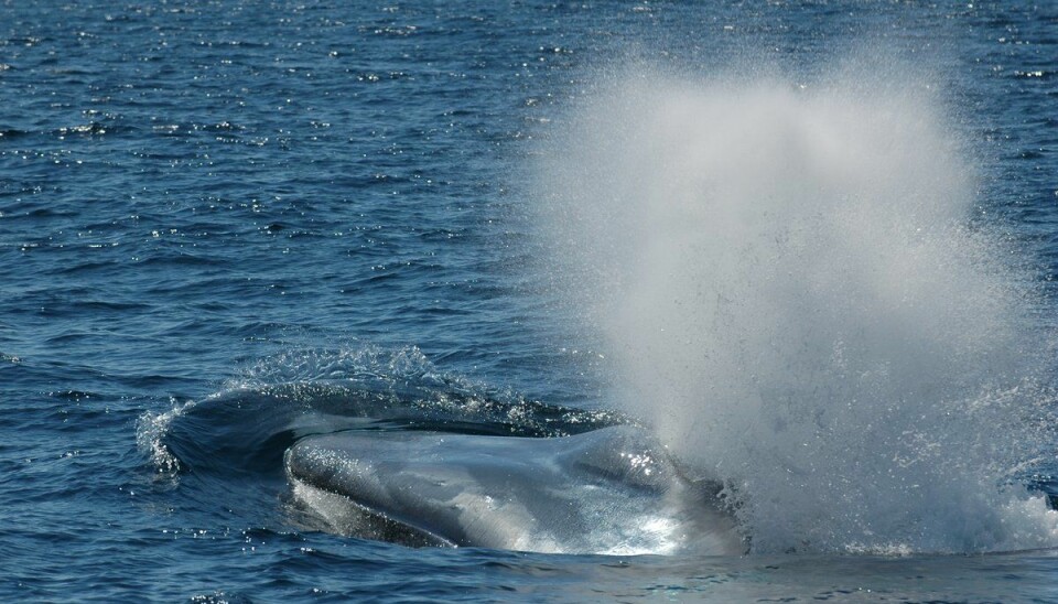 Blåhvalen er klodens største dyr, og kan veie opp mot 150 tonn. (Foto: Leif Nøttestad / Havforskningsinstituttet)