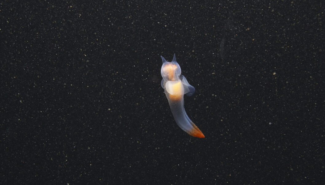 Forskere har oppdaget at dyreplankton i Arktis er spesielt sensitive for lysforurensning. (Foto: Geir Johnsen) Forskere har oppdaget at dyreplankton i Arktis er spesielt sensitive for lysforurensning. (Foto: Geir Johnsen)