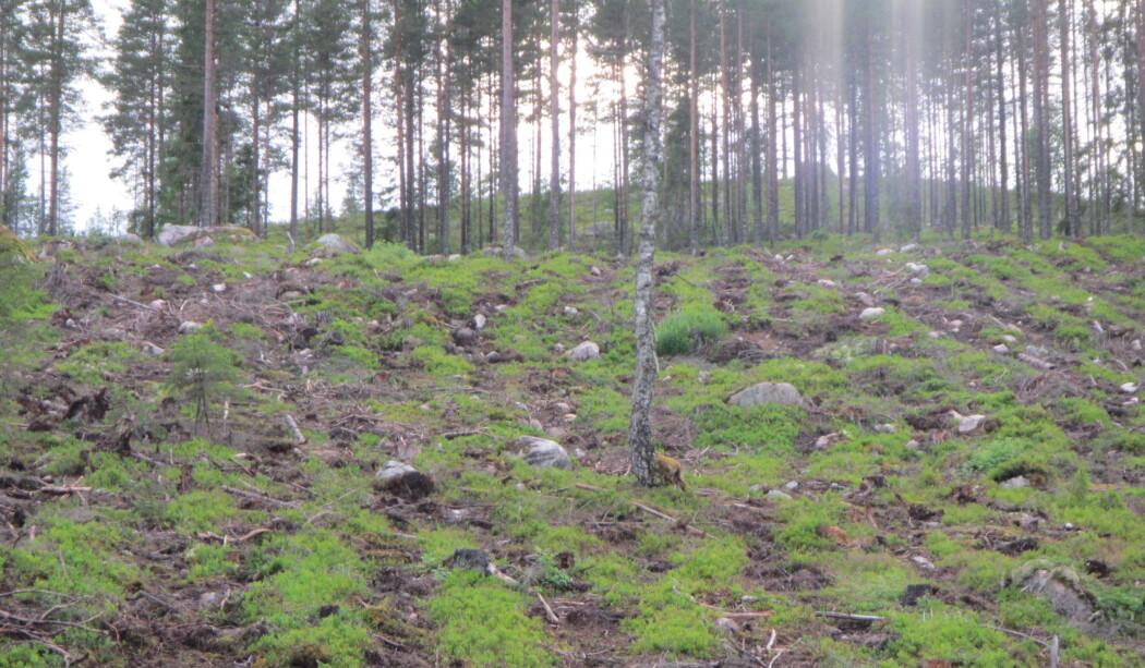 - Markberedning vil si at planter som vokser på skogbunnen og det organiske jordsmonnet graves opp og snus, samtidig som man blottlegger mineraljorda under. Dette kan gjøres i flekker eller striper med ulike maskiner, skriver forskerne. (Foto: Karen Marie Mathisen / Høgskolen i Innlandet) - Markberedning vil si at planter som vokser på skogbunnen og det organiske jordsmonnet graves opp og snus, samtidig som man blottlegger mineraljorda under. Dette kan gjøres i flekker eller striper med ulike maskiner, skriver forskerne. (Foto: Karen Marie Mathisen / Høgskolen i Innlandet)