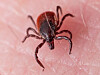 Borrelia Flatt