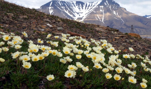 Ser du disse blomstene i fjellet, betyr det noe helt spesielt