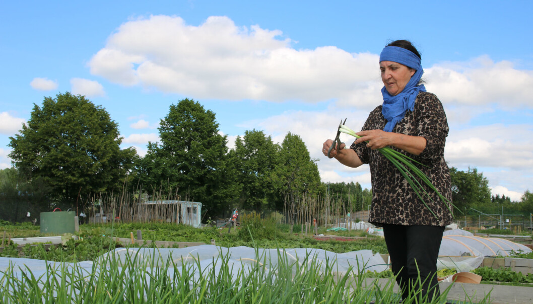 Sarina Salimi steller løk ho akkurat tok opp av jorda i parsellhagen sin på Nedre Stovner i Oslo. (Foto: Kjersti Kildahl) Sarina Salimi steller løk ho akkurat tok opp av jorda i parsellhagen sin på Nedre Stovner i Oslo. (Foto: Kjersti Kildahl)