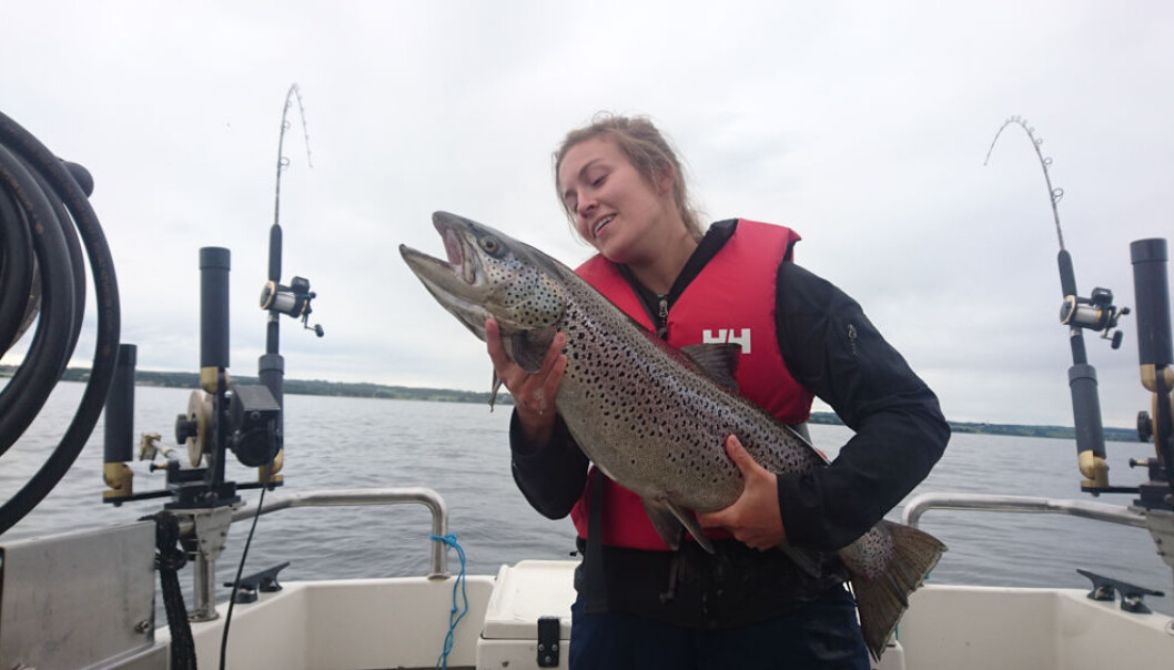 Chloé Nater har studert veksten til hunderørreten, som er den største av storørretstammene i Mjøsa. Ungfisk som lever i Gudbrandsdalslågen hadde en 12 prosent lavere vekstrate på 2000-tallet enn på 1970-tallet. (Foto: Atle Rustadbakken) Chloé Nater har studert veksten til hunderørreten, som er den største av storørretstammene i Mjøsa. Ungfisk som lever i Gudbrandsdalslågen hadde en 12 prosent lavere vekstrate på 2000-tallet enn på 1970-tallet. (Foto: Atle Rustadbakken)
