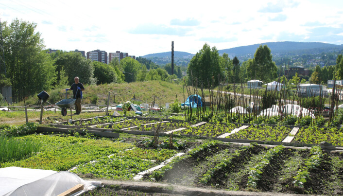 Eit mangfald av planter blir dyrka i Nedre Stovner parsellhage. Her finst 97 parsellar mellom 40 og 70 kvadratmeter store. (Foto: Kjersti Kildahl) Eit mangfald av planter blir dyrka i Nedre Stovner parsellhage. Her finst 97 parsellar mellom 40 og 70 kvadratmeter store. (Foto: Kjersti Kildahl)