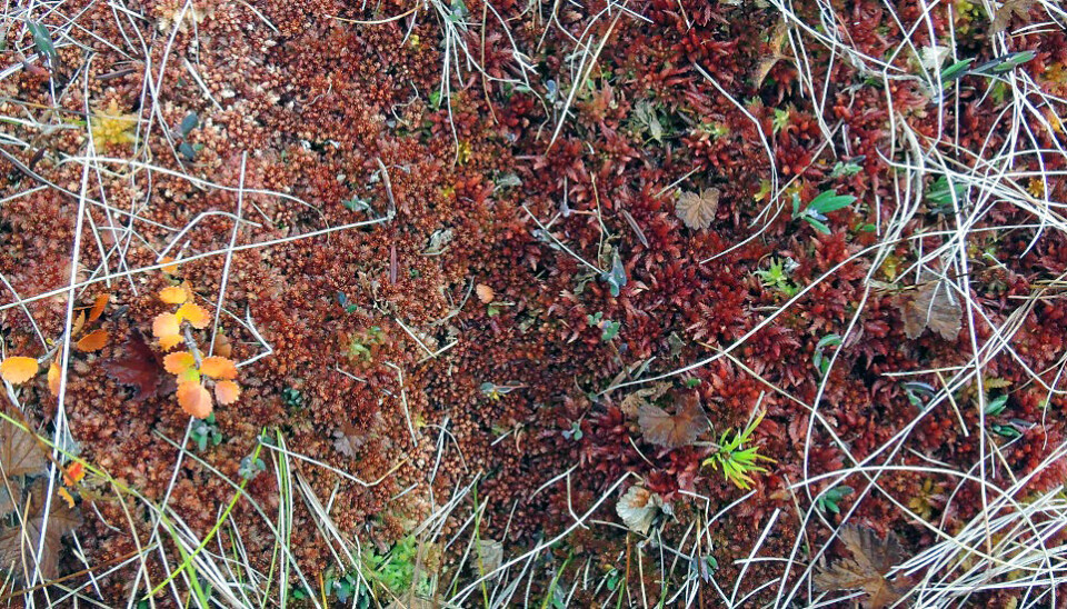 Her ser vi våre to arter som tidligere har vært kjent under navnet kjøttorvmose. Til venstre ser vi den kompakte Sphagnum medium som vanligvis vokser ute på myrflata og som fortsatt skal bære navnet kjøttorvmose. Til høyre ser vi den litt mer elegante Sphagnum divinum som trenger et nytt norsk navn. (Foto: Kristian Hassel, NTNU)
