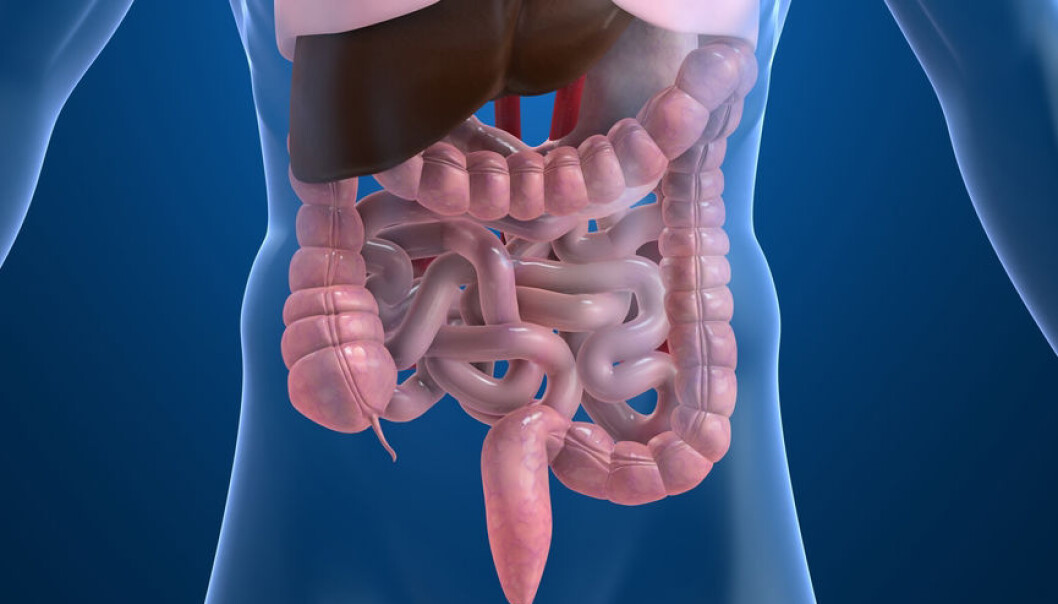Kanskje vi i framtida kan behandle IBS ved å bedre gjæringa i tarmen? Ragnhild Undseths doktorgrad kaster lys over mysteriet irritabel tarm. (Illustrasjon: Sebastian Kaulitzki / Shutterstock / NTB scanpix) Kanskje vi i framtida kan behandle IBS ved å bedre gjæringa i tarmen? Ragnhild Undseths doktorgrad kaster lys over mysteriet irritabel tarm. (Illustrasjon: Sebastian Kaulitzki / Shutterstock / NTB scanpix)