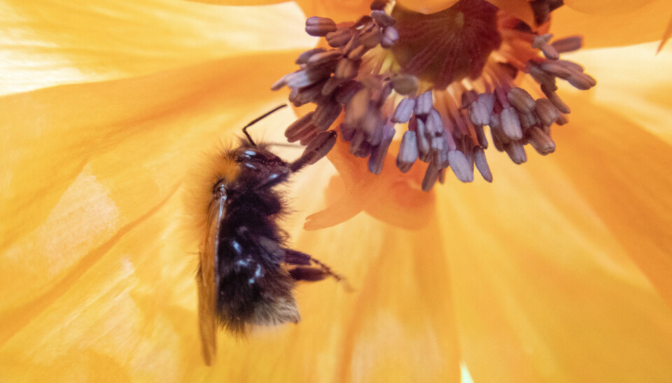 Humler og andre biearter er viktige for norsk matproduksjon og natur. (Foto: Gorm Kallestad)
