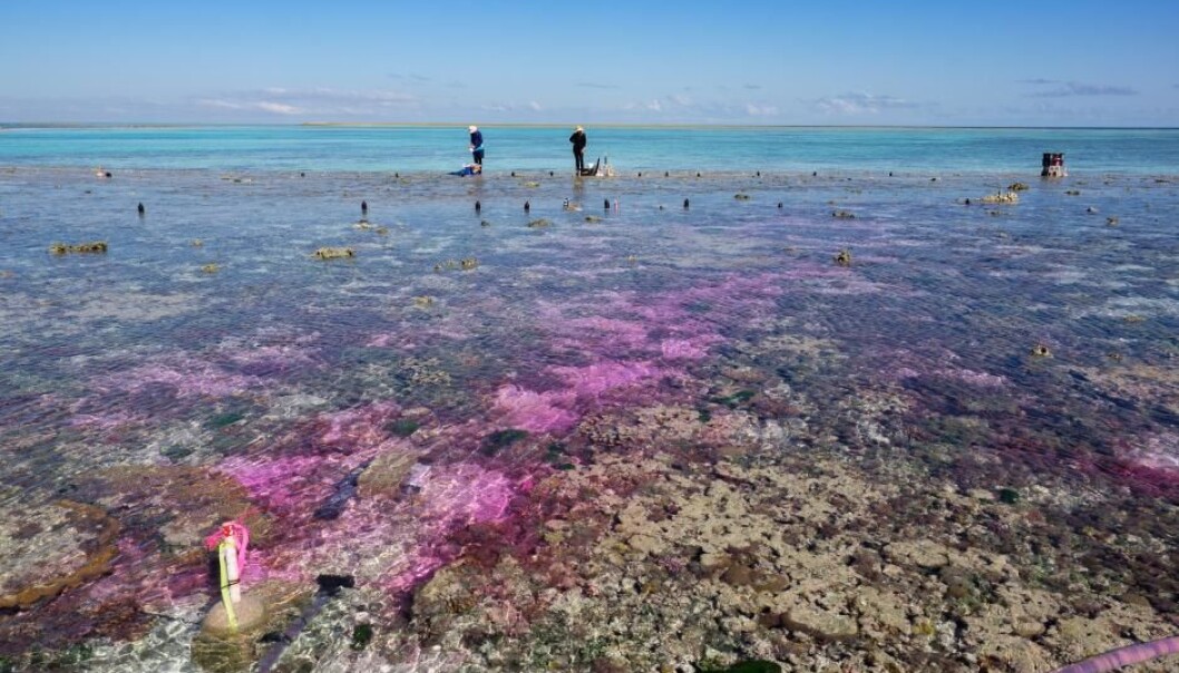 Eksperimentet fant sted i et avgrenset område på 400 kvadratmeter ved Great Barrier Reef utenfor Australia. (Foto: Aaron Takeo Ninokawa) Eksperimentet fant sted i et avgrenset område på 400 kvadratmeter ved Great Barrier Reef utenfor Australia. (Foto: Aaron Takeo Ninokawa)