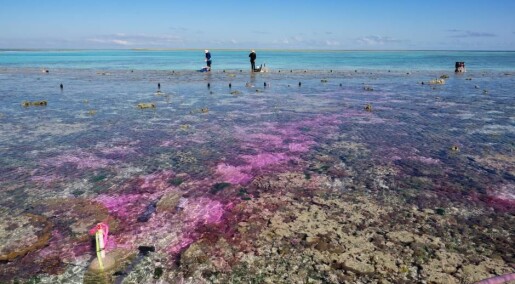 Slik påvirker CO2-utslipp korallrevene om 100 år