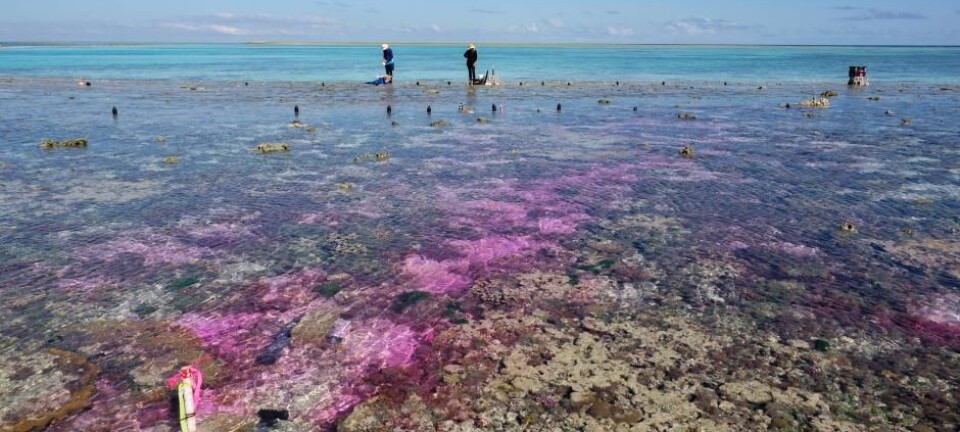 Eksperimentet fant sted i et avgrenset område på 400 kvadratmeter ved Great Barrier Reef utenfor Australia.  (Foto: Aaron Takeo Ninokawa)