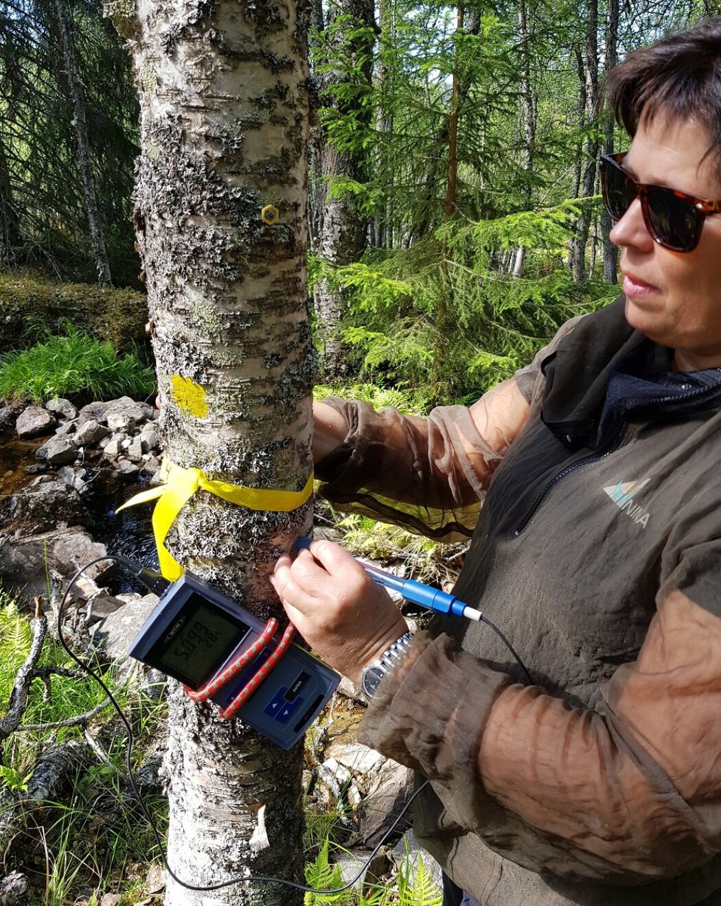 Det er overraskende krevende å gjøre denne jobben. En sonde med væske må holdes stødig på treet mens målingen stabiliserer seg. Det er kun et fåtall som behersker denne teknikken godt. Krampe i armen er et problem. (Foto: Magni Olsen Kyrkjeeide) Det er overraskende krevende å gjøre denne jobben. En sonde med væske må holdes stødig på treet mens målingen stabiliserer seg. Det er kun et fåtall som behersker denne teknikken godt. Krampe i armen er et problem. (Foto: Magni Olsen Kyrkjeeide)