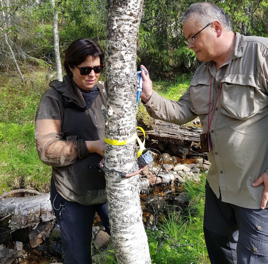Vi måler pH i barken på bjørk. Både lavt og høyt og midt i mellom. (Foto: Magni Olsen Kyrkjeeide) Vi måler pH i barken på bjørk. Både lavt og høyt og midt i mellom. (Foto: Magni Olsen Kyrkjeeide)