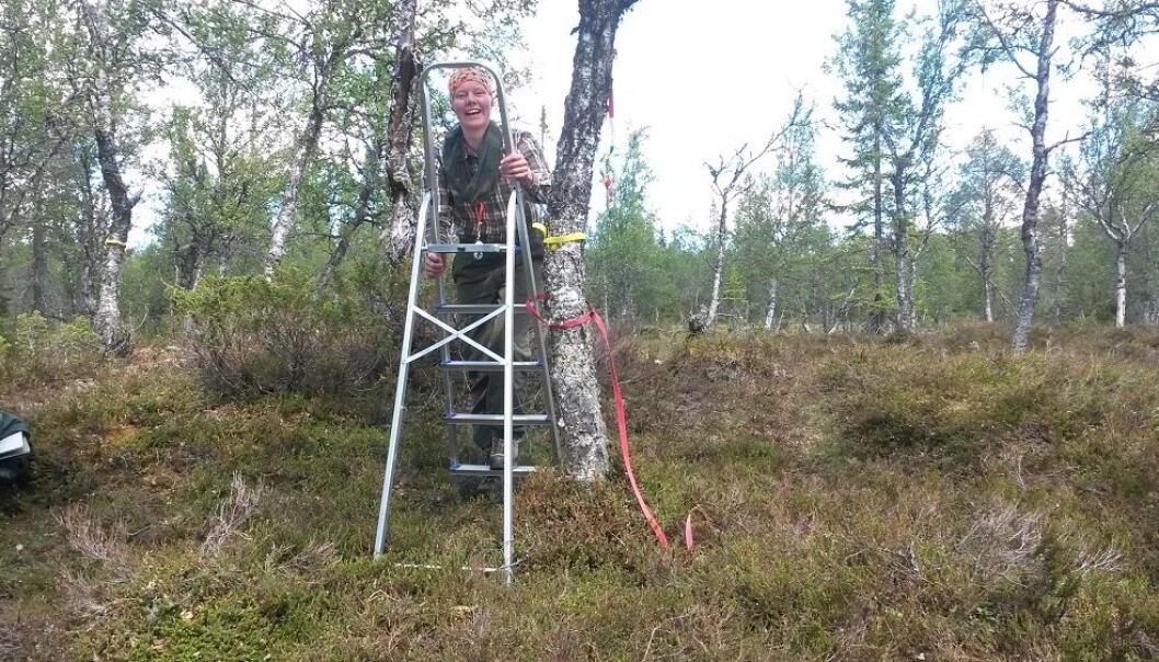 Opp i høyden og vekk fra myggen. Linje 3, 4 og 5 skal undersøkes (Foto: Marianne Evju) Opp i høyden og vekk fra myggen. Linje 3, 4 og 5 skal undersøkes (Foto: Marianne Evju)