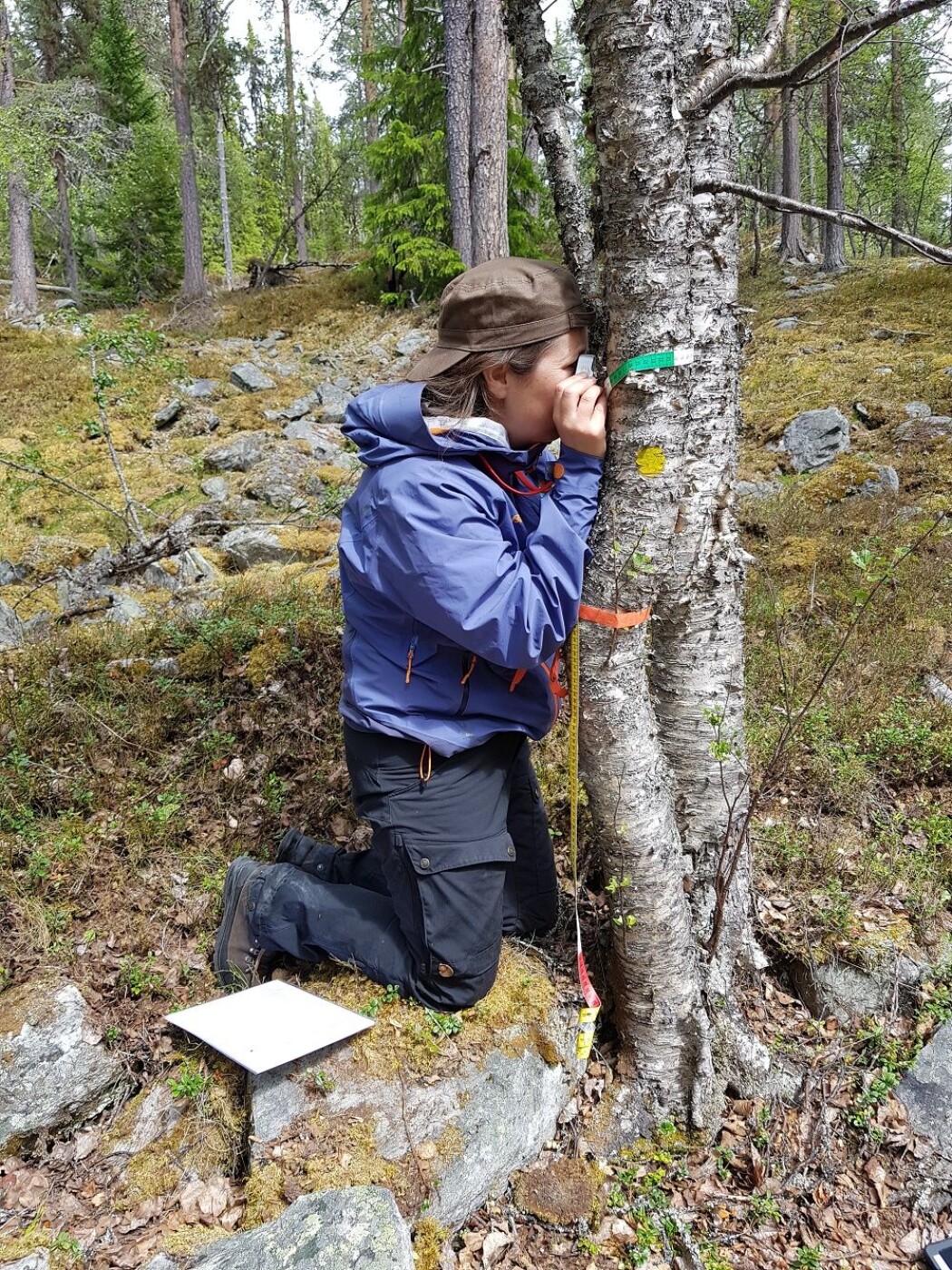 Vanligvis kan vi analysere de to nederste linjene rundt trærne stående på bakken, de tre øverste ta vi med gardintrapp. Veldig sjelden analyseres det knestående. (Foto: Marianne Evju) Vanligvis kan vi analysere de to nederste linjene rundt trærne stående på bakken, de tre øverste ta vi med gardintrapp. Veldig sjelden analyseres det knestående. (Foto: Marianne Evju)