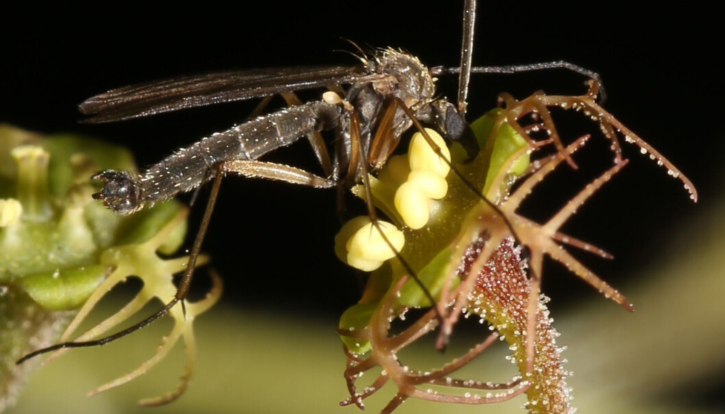 Bildet viser soppmygg og Mitella-blomst i tett interaksjon under pollinering. Legg merke til hvor godt blomsten er tilpasset myggen og har utviklet forgreninger slik at myggens lange ben lett kan få forfeste. Denne blomsterarten, Mitella pauciflora, er tilpasset soppmygg med relativt kort sugesnabel. (Foto: Yudai Okuyama) Bildet viser soppmygg og Mitella-blomst i tett interaksjon under pollinering. Legg merke til hvor godt blomsten er tilpasset myggen og har utviklet forgreninger slik at myggens lange ben lett kan få forfeste. Denne blomsterarten, Mitella pauciflora, er tilpasset soppmygg med relativt kort sugesnabel. (Foto: Yudai Okuyama)