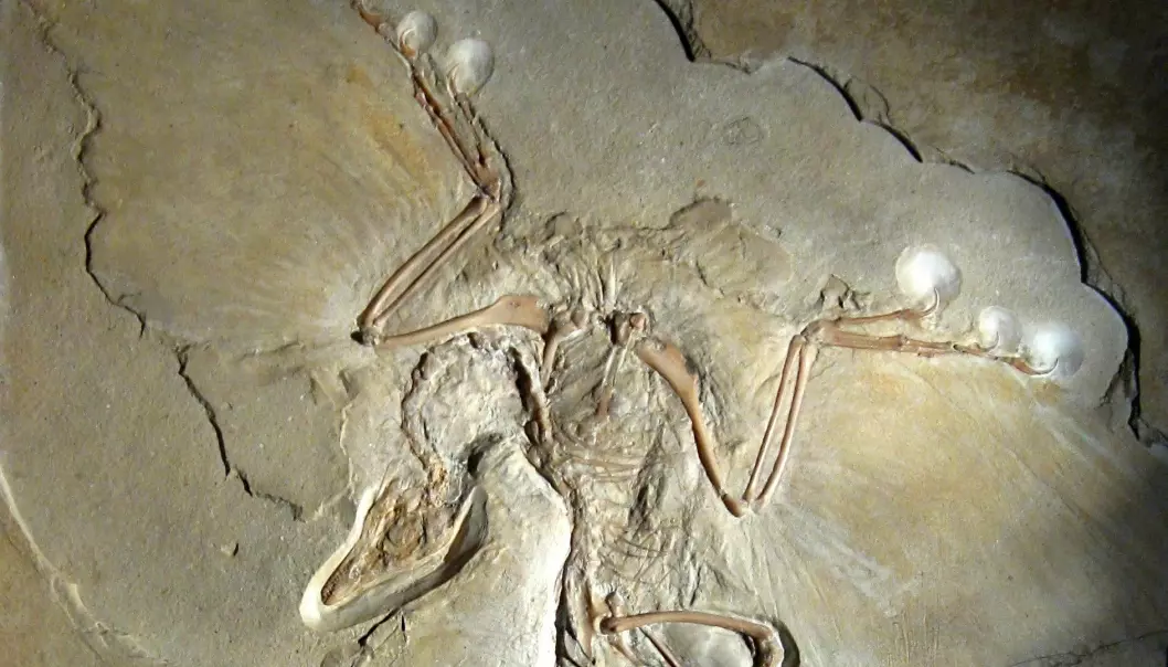 Du kan tydelig se fjærene på dette svært berømte Arcaeopteryx-fossilet. Dette kalles Berlin-eksemplaret, og ble funnet på 1870-tallet i Tyskland.  (Bilde: H.Raab/CC BY-SA 3.0)
