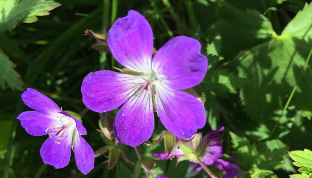 Nå kan du rapportere funn av storstorkenebb Geranium sylvaticum og andre arter via mobilen. (Foto: Rigmor Wang, CC BY 4.0) Nå kan du rapportere funn av storstorkenebb Geranium sylvaticum og andre arter via mobilen. (Foto: Rigmor Wang, CC BY 4.0)
