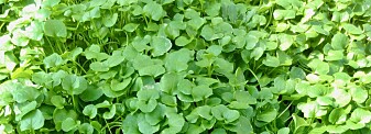 Cochlearia groenlandica - polarskjørbuksurt - før eksperimentet. (Foto: Siri Birkeland / UiO) Cochlearia groenlandica - polarskjørbuksurt - før eksperimentet. (Foto: Siri Birkeland / UiO)