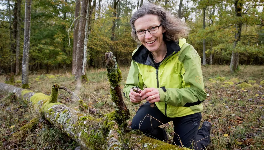 Professor Anne Sverdrup-Thygeson ved Norges miljø- og biovitenskapelig universitet (NMBU) på jakt etter sine norske favorittinsekter i døde trær i skogen. (Foto: Håkon Sparre, NMBU)