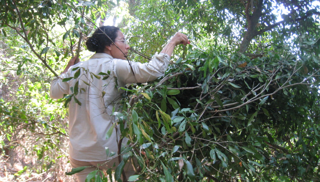 Forsker Adriana Hernandez-Aguilar klatret høyt opp i mange trær i Tanzania for å undersøke sjimpanse-reir. (Foto: Fiona Stewart, lisens: CC BY 4.0) Forsker Adriana Hernandez-Aguilar klatret høyt opp i mange trær i Tanzania for å undersøke sjimpanse-reir. (Foto: Fiona Stewart, lisens: CC BY 4.0)