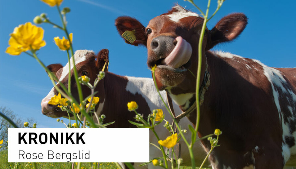 - En svært stor andel av eng og beiter i Norge brukes til produksjon av melk. Hvor det blir av kua har derfor stor betydning for hvor mye matjord som blir stående ledig til kratt og andre mindre inntektsbringende vekster, skriver kronikkforfatteren. (Foto: Heine Schjølberg)