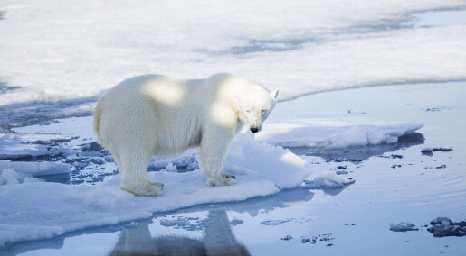 Isbjørn har fortsatt mye miljøgifter i seg