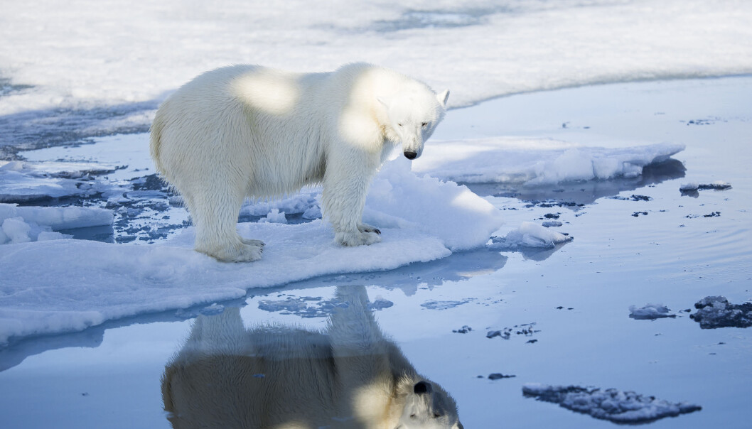 Isbjørn har spesielt høye novåer av stoffet PFAS. Nivåene er like høye som hos folk som bor i nærheten av et av verdens største fluorinsdustrianlegg i Kina. (Foto: Jon Aars / Norsk Polarinstitutt) Isbjørn har spesielt høye novåer av stoffet PFAS. Nivåene er like høye som hos folk som bor i nærheten av et av verdens største fluorinsdustrianlegg i Kina. (Foto: Jon Aars / Norsk Polarinstitutt)