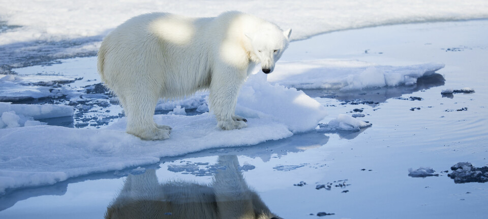 Isbjørn har spesielt høye novåer av stoffet PFAS. Nivåene er like høye som hos folk som bor i nærheten av et av verdens største fluorinsdustrianlegg i Kina. (Foto: Jon Aars / Norsk Polarinstitutt)