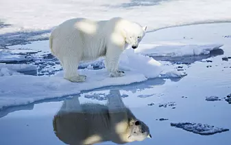 Isbjørn har fortsatt mye miljøgifter i seg