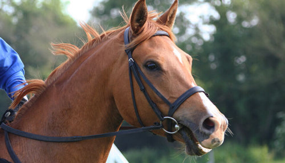 Hest med moderne bissel. Munnbittet sitter i munnen, og er en del av bisselet, som brukes blant annet til å styre hesten. (Bilde: Thowra_uk - Arabian head/CC BY 2.0)