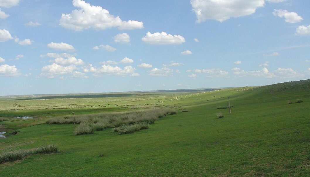 Det mongolske steppelandskapet, hvor folk har brukt hester i tusenvis av år. Dette bildet er fra indre Mongolia. (Bilde: Shizhao/CC BY-SA 3.0) Det mongolske steppelandskapet, hvor folk har brukt hester i tusenvis av år. Dette bildet er fra indre Mongolia. (Bilde: Shizhao/CC BY-SA 3.0)