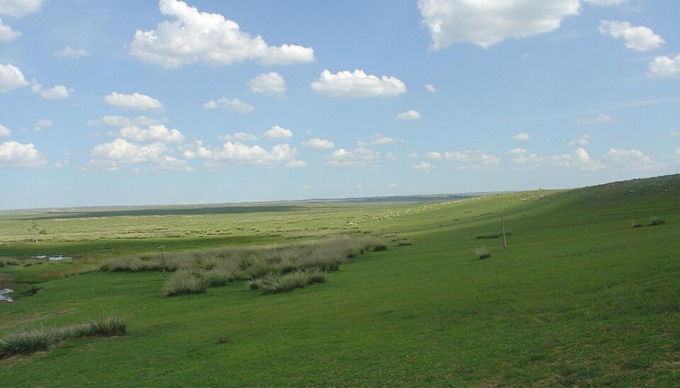 Det mongolske steppelandskapet, hvor folk har brukt hester i tusenvis av år. Dette bildet er fra indre Mongolia. (Bilde: Shizhao/CC BY-SA 3.0)