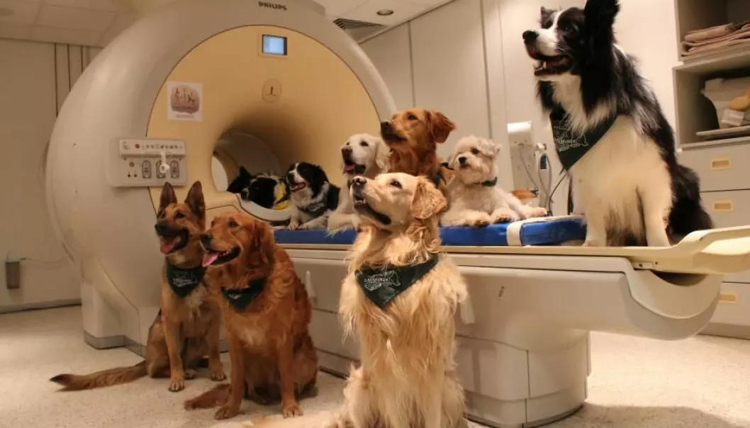 Forskere har skannet hjernene til 13 familiehunder for å finne ut om de forsto hva eierne sa til dem.  (Foto: Eniko Kubinyi)