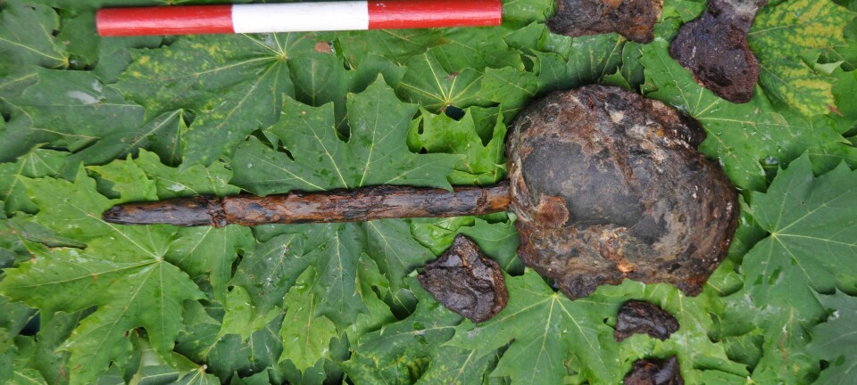 Dette er den delvise hodeskallen som fortsatt satt på en intakt stake da den ble funnet.  (Foto: Fredrik Hallgren)