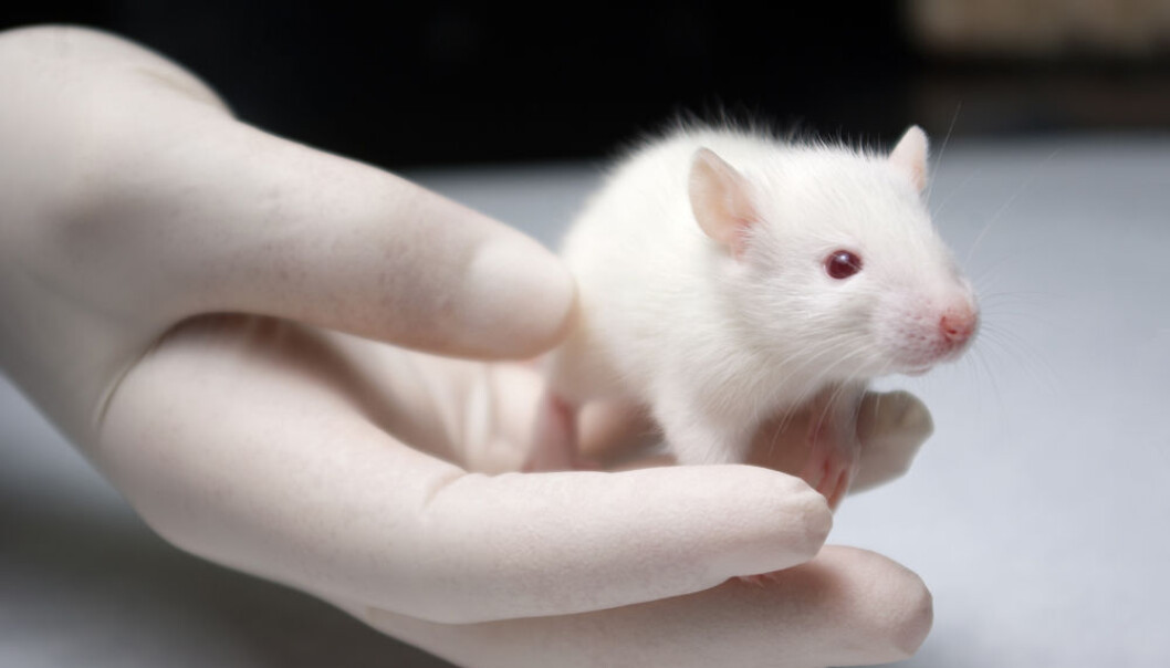 Musene reagerte på lys igjen etter at implantatet var satt inn. (Illustrasjonsfoto: Microstock) Musene reagerte på lys igjen etter at implantatet var satt inn. (Illustrasjonsfoto: Microstock)