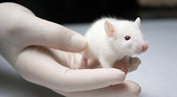 Forskere gir blinde mus litt syn igjen med nanoteknologi