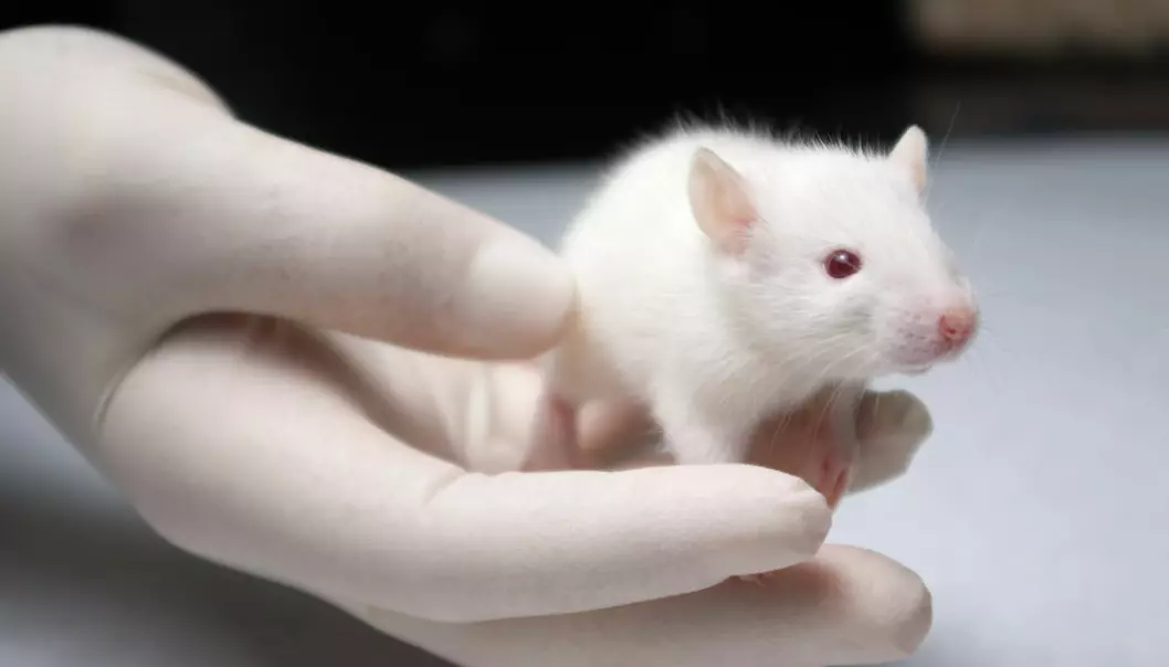 E. coli-bakterie hjalp syke mus