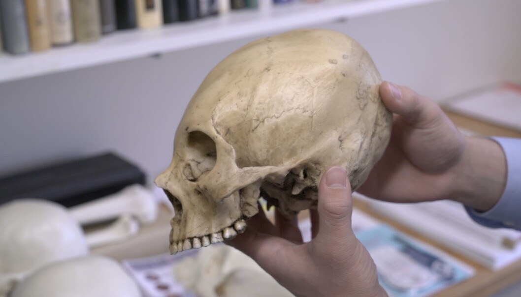 Urfolk i Peru surret for 700 år siden hodene til barna slik at skallen vokste på en bestemt måte. Den avlange formen ble etter hvert mest populær. Da ble de voksne hodene seende ut omtrent som denne kopien. Originalen er riktignok ikke fra Peru, men Bolivia. (Foto: Dan Chamberlain, College of Arts & Sciences, Cornell University) Urfolk i Peru surret for 700 år siden hodene til barna slik at skallen vokste på en bestemt måte. Den avlange formen ble etter hvert mest populær. Da ble de voksne hodene seende ut omtrent som denne kopien. Originalen er riktignok ikke fra Peru, men Bolivia. (Foto: Dan Chamberlain, College of Arts & Sciences, Cornell University)