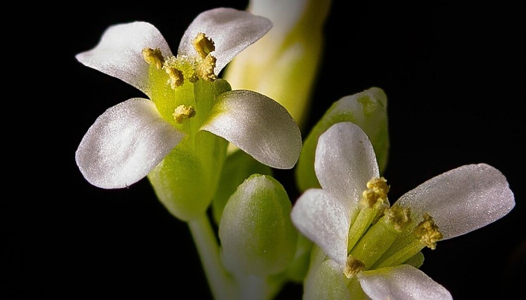Forskerne utsatte blomsten vårskrinneblom for ulike skader for å se hvordan den reagerer. (Foto: Per Harald Olsen, NTNU) Forskerne utsatte blomsten vårskrinneblom for ulike skader for å se hvordan den reagerer. (Foto: Per Harald Olsen, NTNU)