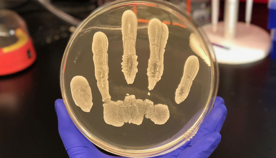 Huden er hjem for millioner av bakterier. Noen av dem kan vise seg å betale en svært verdifull husleie. (Foto: Drs. Gallo and Nakatsuji, Dermatology, UC San Diego) Huden er hjem for millioner av bakterier. Noen av dem kan vise seg å betale en svært verdifull husleie. (Foto: Drs. Gallo and Nakatsuji, Dermatology, UC San Diego)