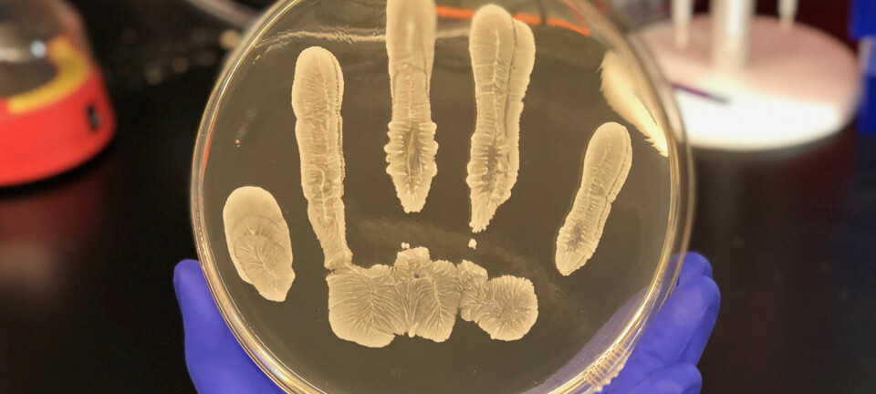 Huden er hjem for millioner av bakterier. Noen av dem kan vise seg å betale en svært verdifull husleie.  (Foto: Drs. Gallo and Nakatsuji, Dermatology, UC San Diego)